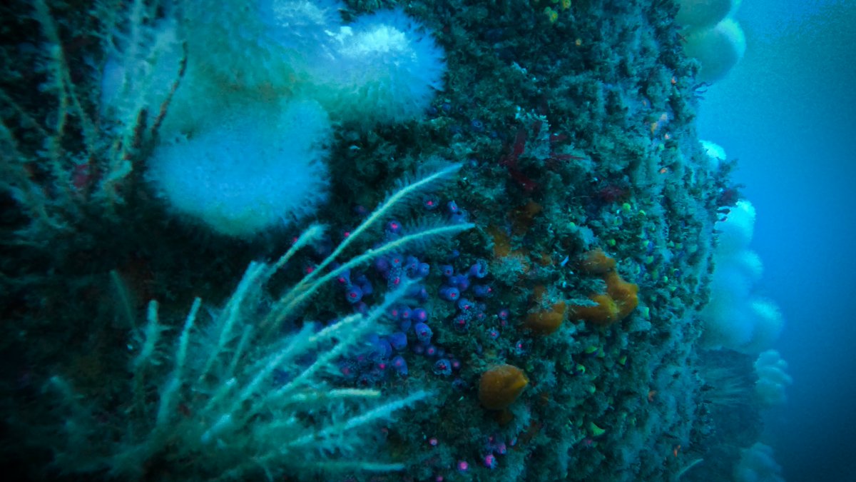 PutneyBSAC's tweet photo. Some stills from our #divewithBsac at @porthkerris this weekend. Lots of #MarineLife. What better time to #learnscubadiving at our local club in #wandsworth &amp; #putney? https://t.co/jEciw68vXx