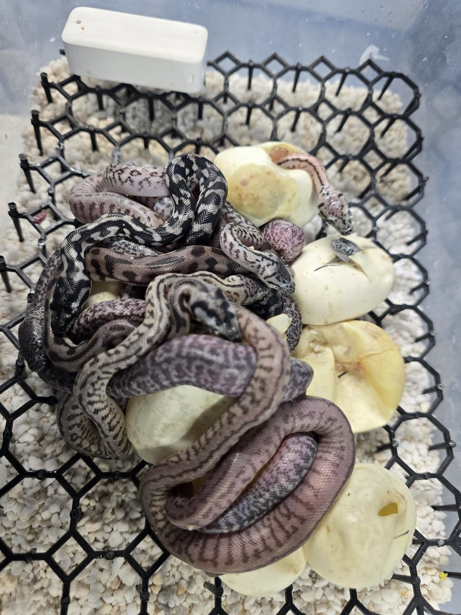 CarpetSP777's tweet image. 続々とハッチしてます♥
絶景です♥
#カーペットパイソン
#CarpetPython