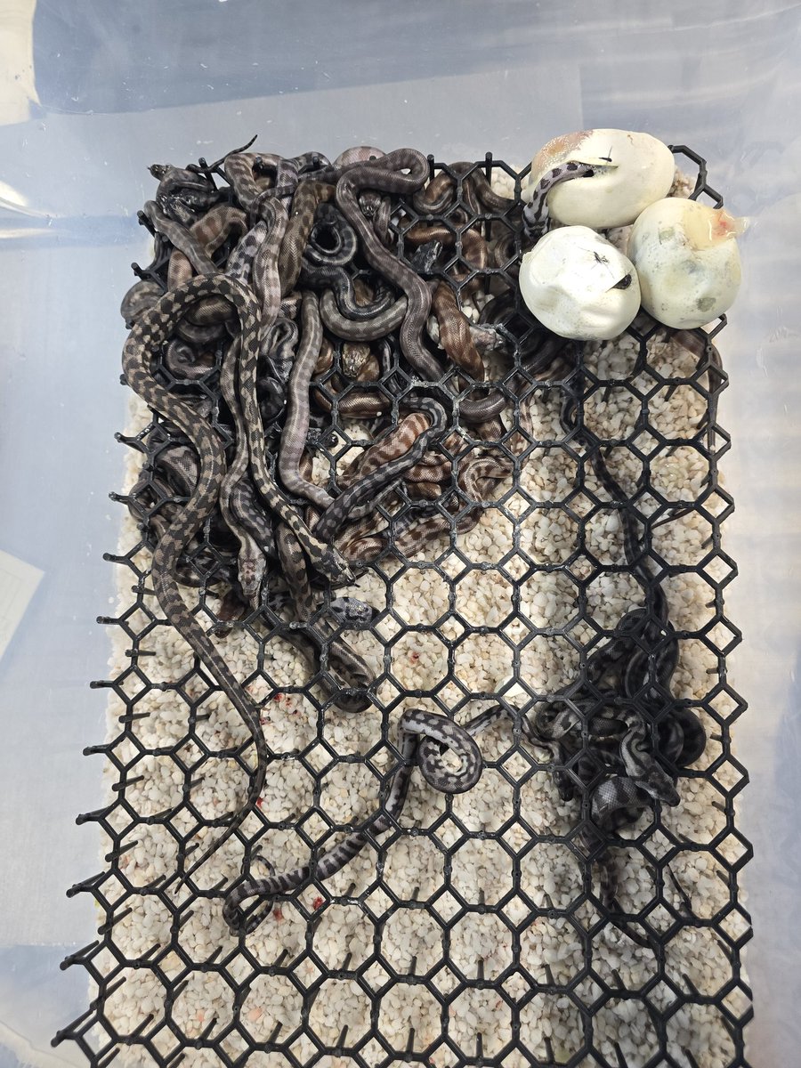 CarpetSP777's tweet image. 続々とハッチしてます♥
絶景です♥
#カーペットパイソン
#CarpetPython
