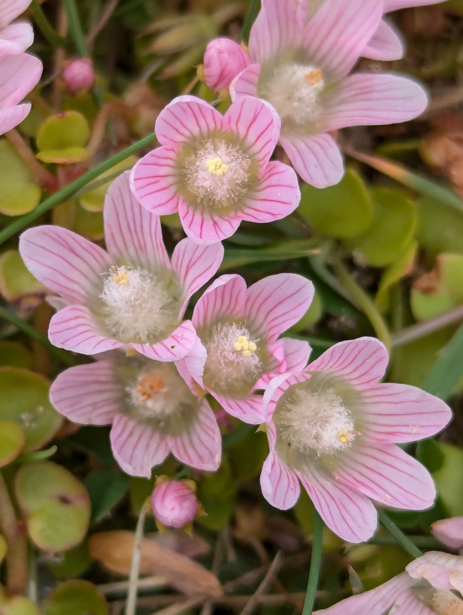 Gorgeous bog pimpernel, definitely one of my favourite flowers 😊