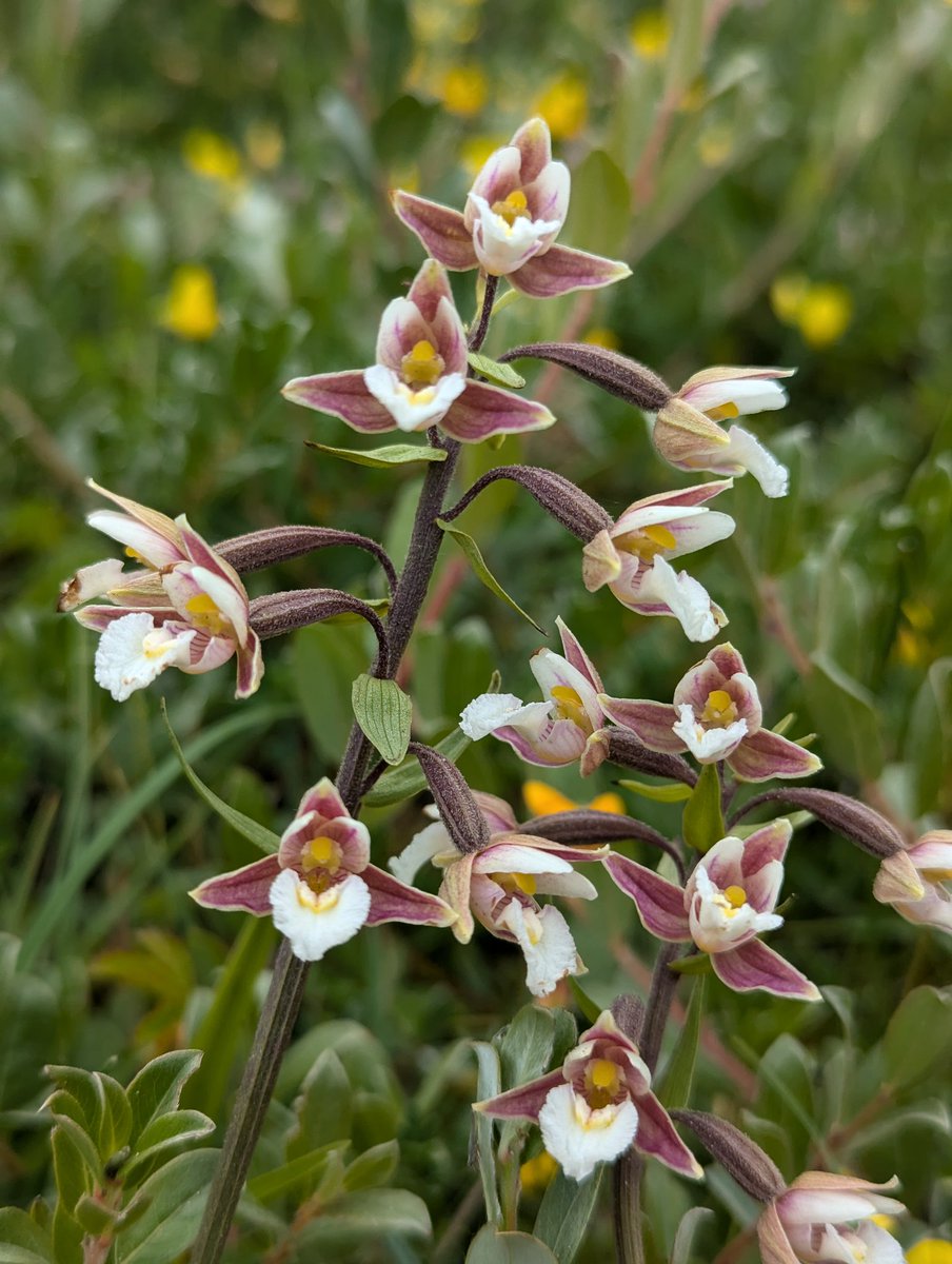 First time spotting a marsh helleborine 😊