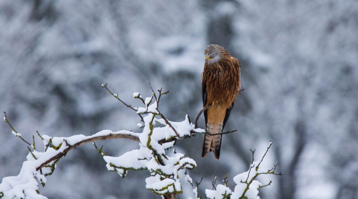 To migrate or not to migrate - characteristics such as age, sex and size can influence migratory behaviour in Red Kites. Read the new blog post by <a href="/switczak5/">Stephanie Witczak</a> based on a study from <a href="/Vogelwarte_scie/">Vogelwarte_Science</a> - buff.ly/3VN6QL7 🪶 (image by <a href="/VSvanBergen/">Valentijn van Bergen</a>)