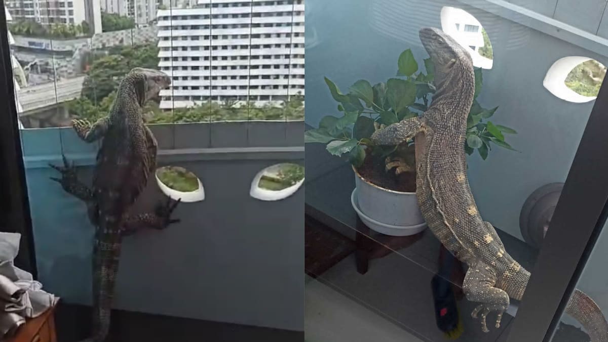 NParks investigating case of ‘non-native’ monitor lizard that wandered into 11th floor Punggol flat cna.asia/4cGtIn3