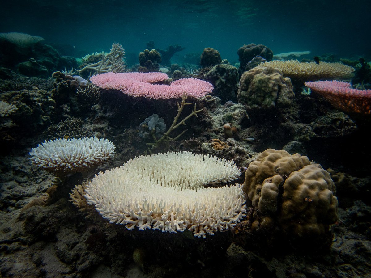 Colorful coral bleaching at #Semporna,  Malaysia 
#coralbleaching
