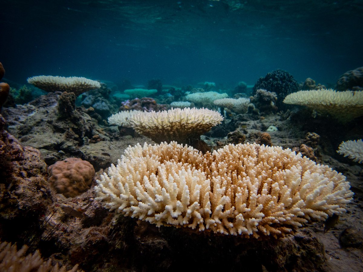 RuiqiLi2022's tweet photo. Colorful coral bleaching at #Semporna,  Malaysia 
#coralbleaching https://t.co/d3xc6YU1ir