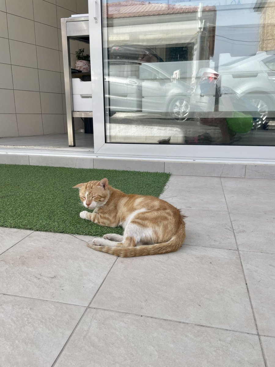 The ever hopeful ginger tom outside the fishmongers has become a favourite on my holiday walks 🐟