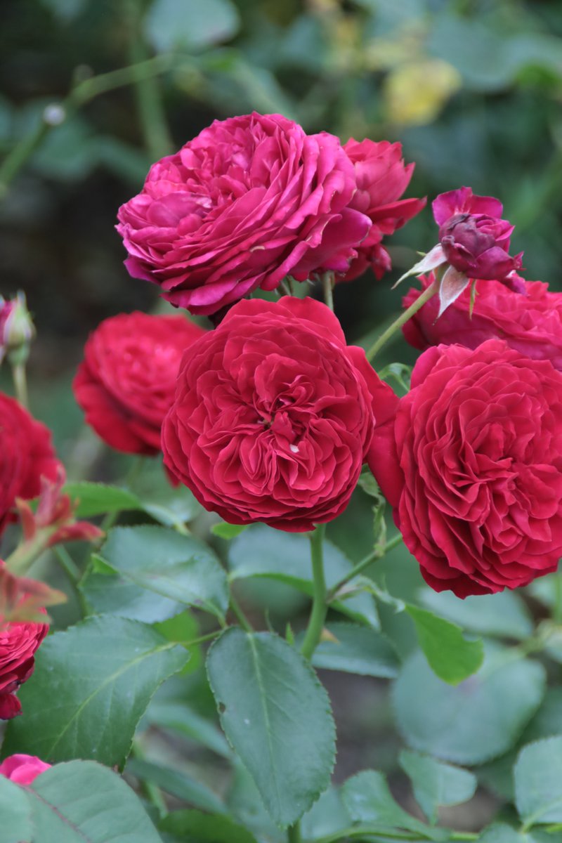 Rose 😁 

#Photography #Flowers #Rose