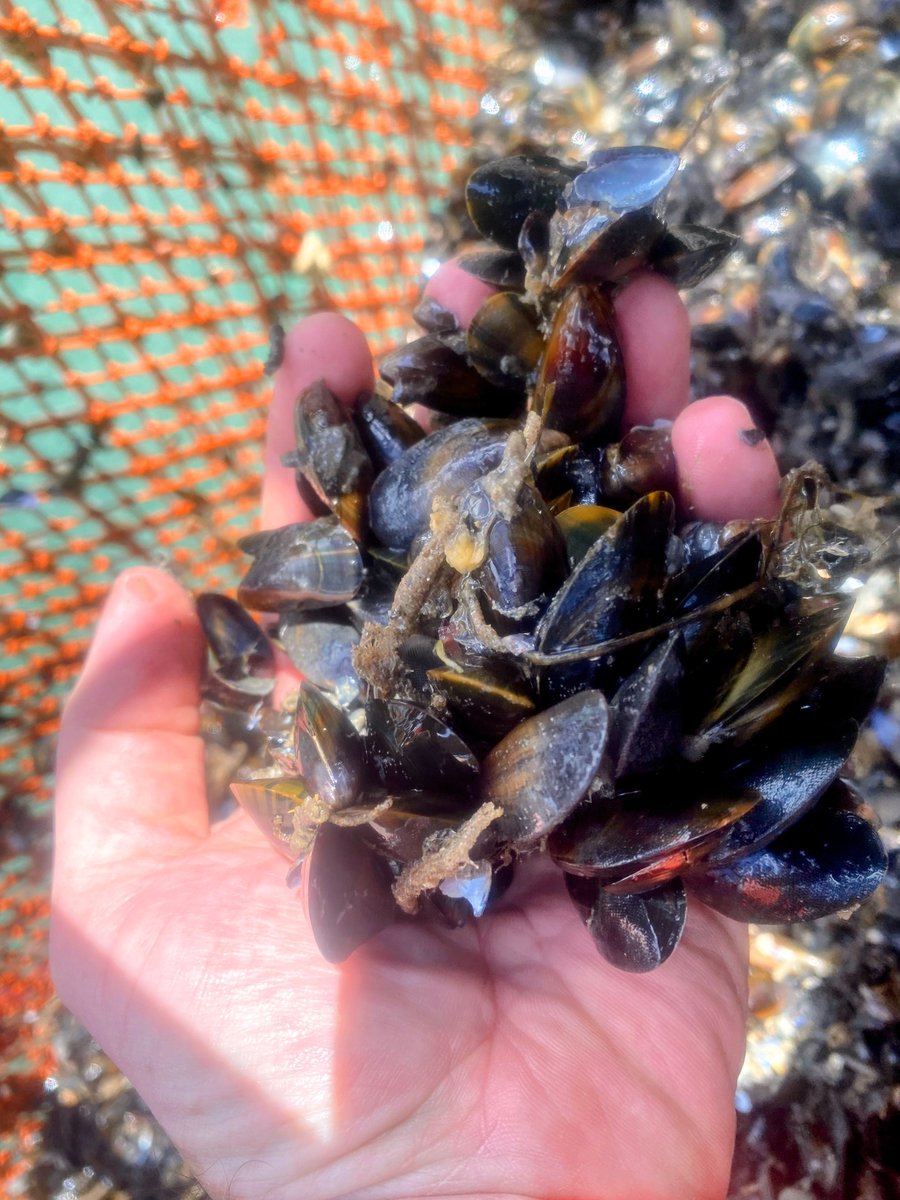 Bord Iascaigh Mhara (BIM) (@bordiascmhara) on Twitter photo Our latest Preliminary Seed Mussel Survey Report for South Wicklow highlights key findings crucial for the aquaculture community. 
For detailed insights, read the full report on the BIM Website:
bim.ie/publications/a…
#Aquaculture #EUinmyregion 🇪🇺 🇮🇪 <a href="/BIM_InshSurvOff/">Nicolas Chopin</a> Our latest Preliminary Seed Mussel Survey Report for South Wicklow highlights key findings crucial for the aquaculture community. 
For detailed insights, read the full report on the BIM Website:
bim.ie/publications/a…
#Aquaculture #EUinmyregion 🇪🇺 🇮🇪 <a href="/BIM_InshSurvOff/">Nicolas Chopin</a>