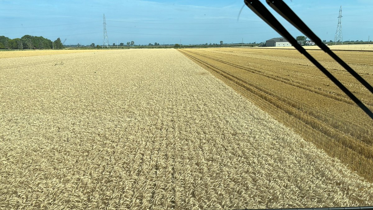 kwelders's tweet photo. second day in wheat 24
early start at 9. this morning and 14.4% https://t.co/iK3A1x6sHS