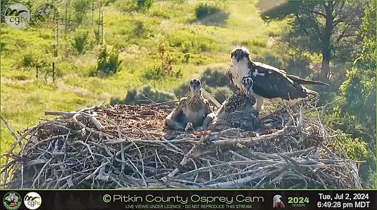 Come watch our newest live stream on Natureholics.  We’re watching the daily activities of the Pitkin County Osprey family, and the view is just gorgeous! 
#osprey #livecam #PitkinCounty #Colorado 

youtube.com/live/u-QKCv5Px…