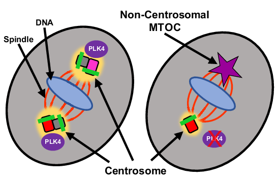JordanLab (@jordanlab10) on Twitter photo Excited to share our latest work. doi.org/10.1038/s44319…
Centrosomes are not required for meiotic divisions during mammalian spermatogenesis. Led by <a href="/JohnsHopkinsBMB/">Johns Hopkins BMB</a> PhD student Marnie Skinner. Collaboration with Rocío Gómez and <a href="/AHollandLab/">Andrew Holland</a>. <a href="/USUhealthsci/">Uniformed Services University</a>. <a href="/emboreports/">EMBO Reports</a>. Excited to share our latest work. doi.org/10.1038/s44319…
Centrosomes are not required for meiotic divisions during mammalian spermatogenesis. Led by <a href="/JohnsHopkinsBMB/">Johns Hopkins BMB</a> PhD student Marnie Skinner. Collaboration with Rocío Gómez and <a href="/AHollandLab/">Andrew Holland</a>. <a href="/USUhealthsci/">Uniformed Services University</a>. <a href="/emboreports/">EMBO Reports</a>.