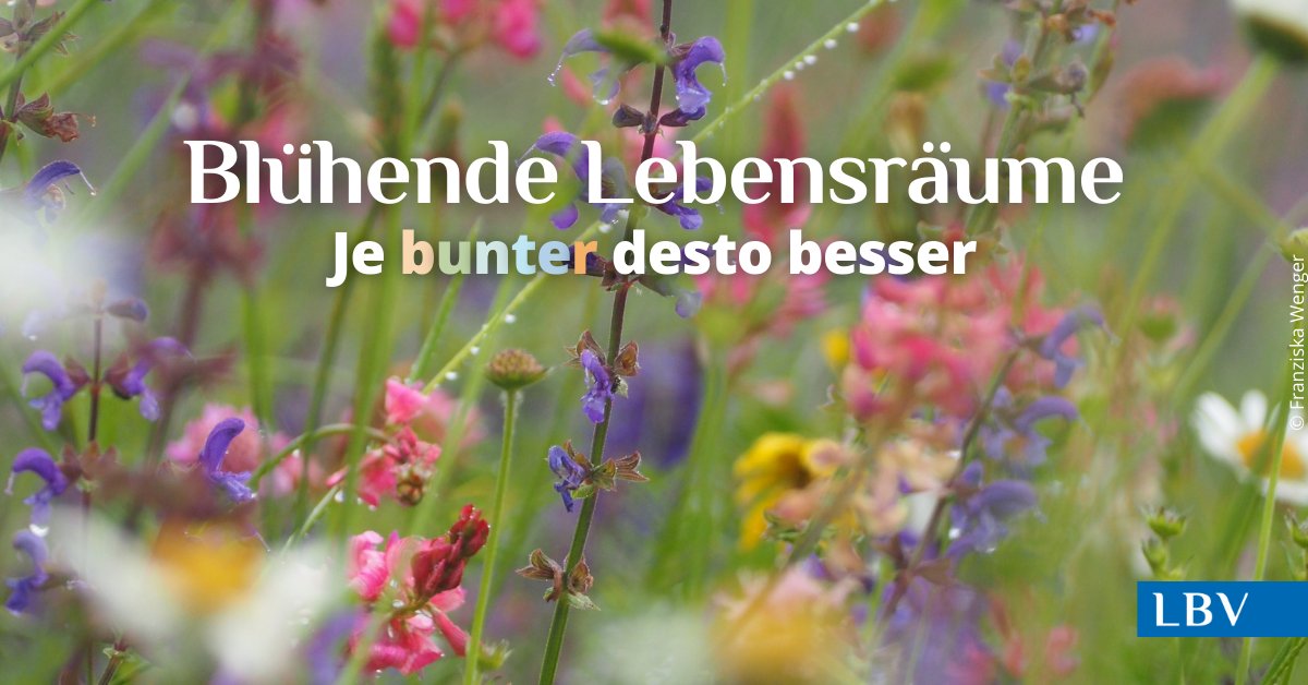 Der Artenschwund in der Kulturlandschaft ist dramatisch und das Insektensterben bekommt auch fünf Jahre nach der Durchsetzung der Volksbegehrens „Artenvielfalt – Rettet die Bienen!“ Aufmerksamkeit. Mehr über Blühflächen👉 lbv.de/naturschutz/st…