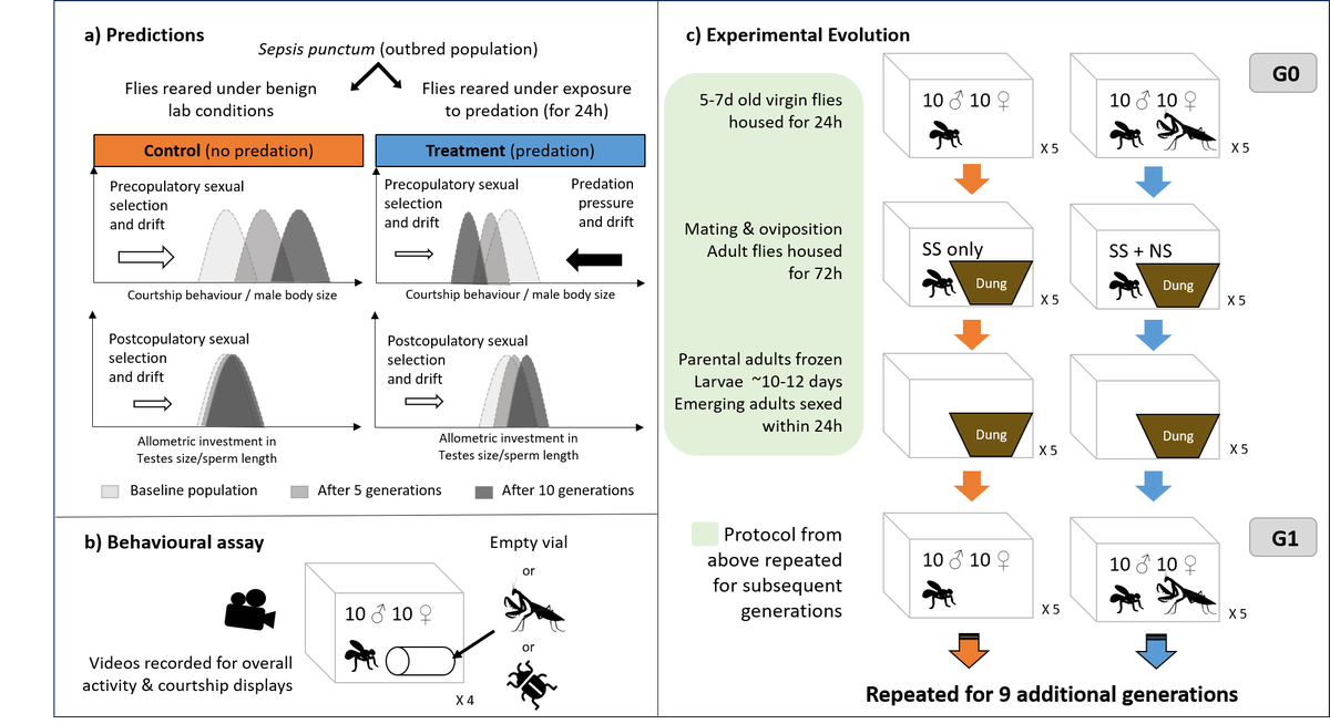 caramelniko's tweet photo. Our student-led research is out on Behavioural Processes https://t.co/2ayWEGLzZC Dung flies under #predation became smaller over generations but male #courtshipdisplays persist #experimentalevolution https://t.co/N4YQt77UBX