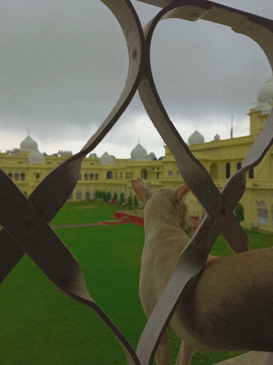 He can see it all from up here.
📍 <a href="/lkouniv/">University of Lucknow</a>