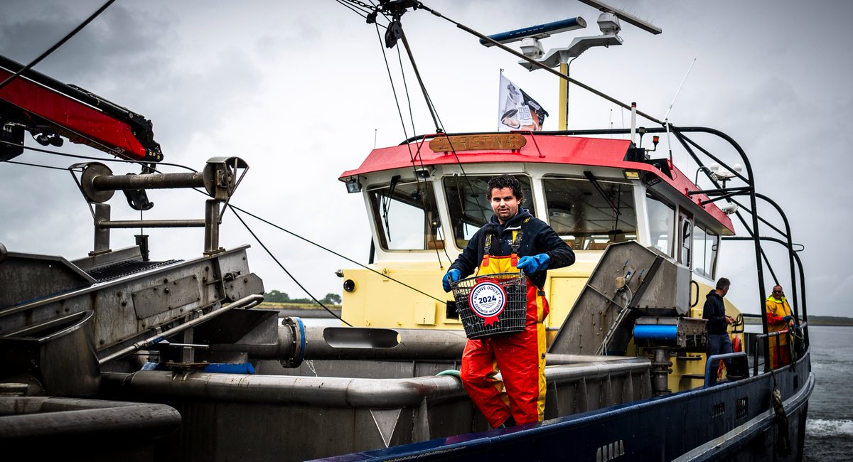 Nieuwe oogst Zeeuwse bodemcultuurmosselen:
Uitstekende kwaliteit ondanks uitdagende omstandigheden 
mosselen.nl/nl/persbericht…