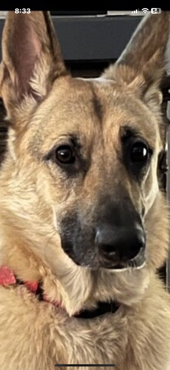 Cindy capo tweet media