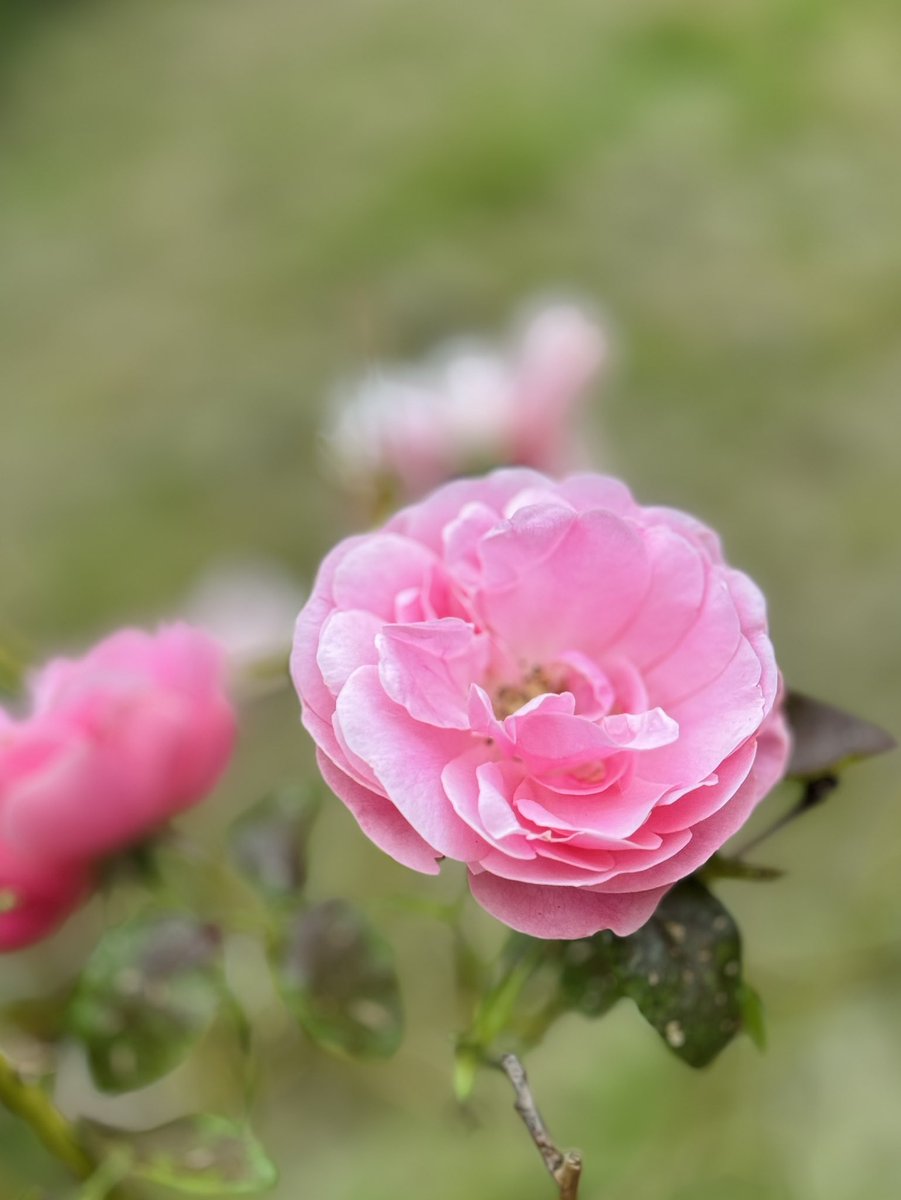 Happy #RoseWednesday 🌹