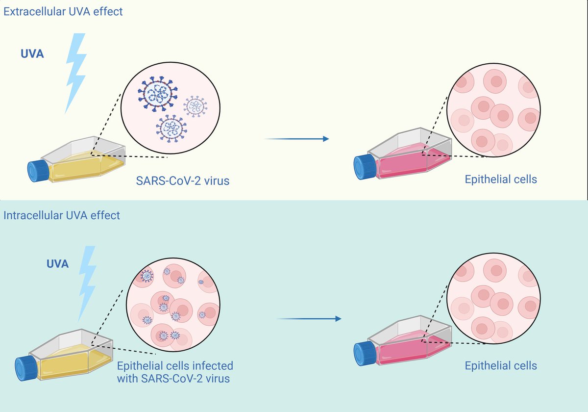Our study confirms that both direct and indirect effects of narrow-band UVA light on #SARSCoV2 are not dependent on variant.
UVA activates cells into an antiviral state.
sciencedirect.com/science/articl…
#COVID19