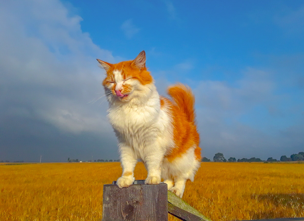 chris_alpacas's tweet photo. Just looking through my photos and came across this one of the gorgeous Harriet, so I thought I'd share it. She was the most beautiful girl, always miss you 'Ginge' xxx #CatsofTwittter #RIPHarriet #gorgeousgirl https://t.co/e06snpH1SI