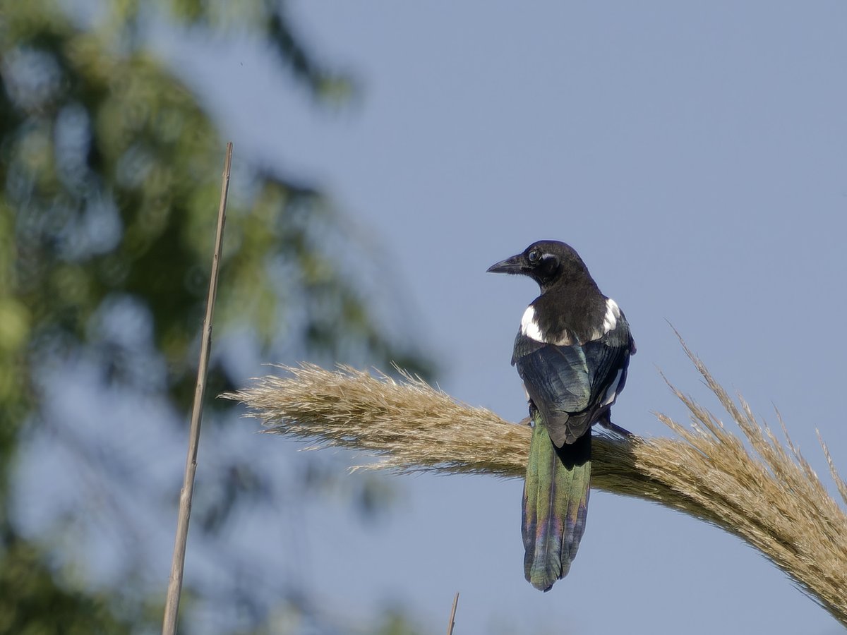 krishnakid78's tweet photo. Urraca común, el córvido más abundante y extendido en la Península Ibérica.
#birding
#birdwatching
#pajareo
#birds
#BirdsSeenIn2024
#urraca
#garsa
#pegarabilonga
#mikaarrunta
#eurasianmagpie
#picapica
#OMSYSTEM
#OM1mark2
#OM1markii
#OM1
#MZUIKO
#olympus
#omds
#omd https://t.co/W9rhircLim