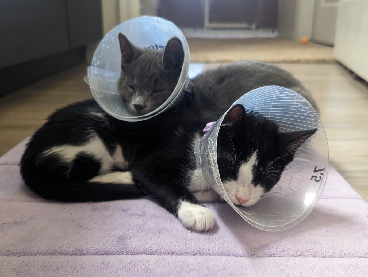 Small update:

We got two kittens last week

Say hello to Aura (the B/W girl) and Unagi (the gray boy) ♥️