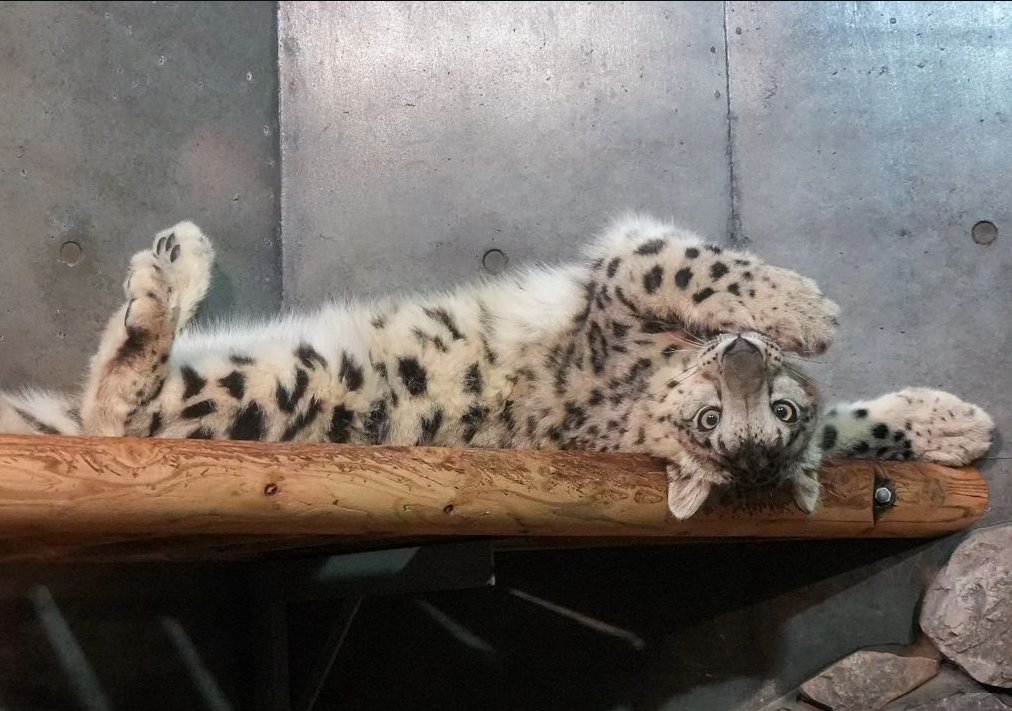 snepreactions's tweet image. upside down #inverted #reversed #snowleopard