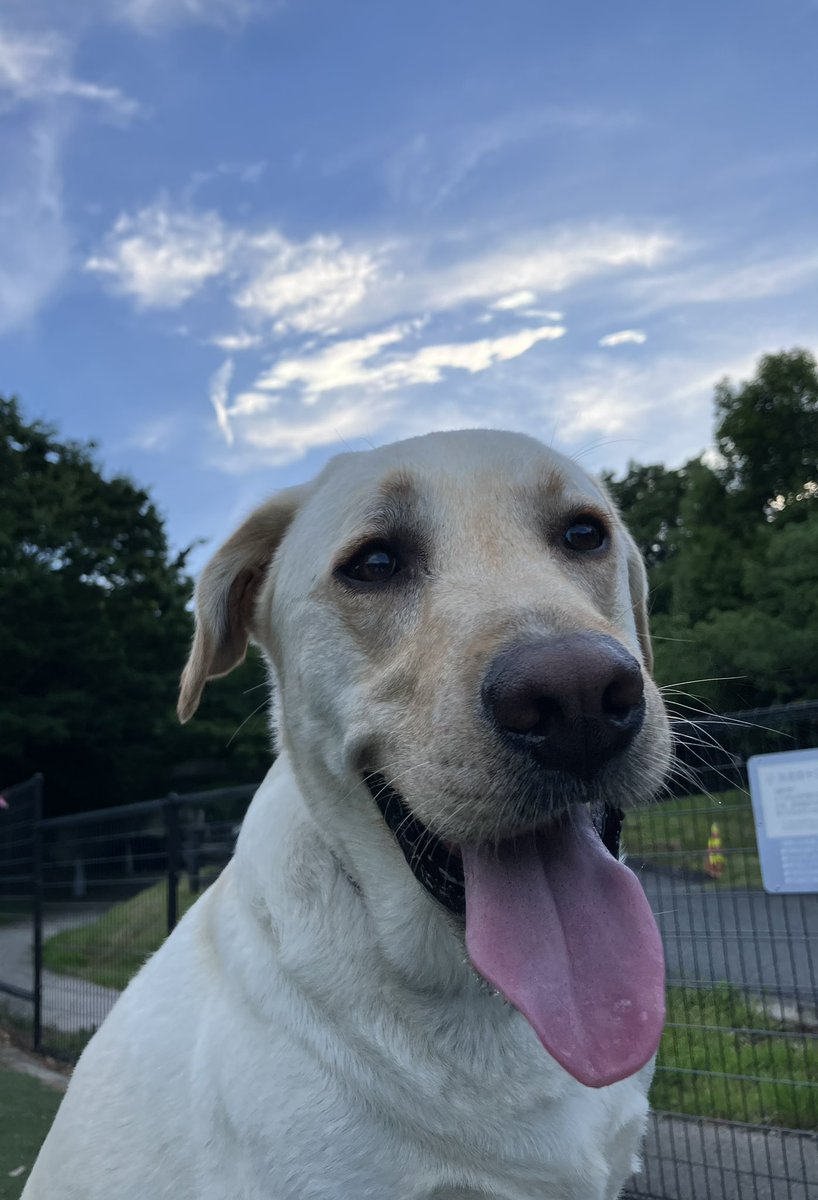SweetFrankFC's tweet photo. 皆様、お疲れ様です
今日も暑かったな〜

#Labrador #Frank #ラブラドールレトリバー #ラブラドール中毒 #夕暮れ散歩 https://t.co/qYy6KAmBCK
