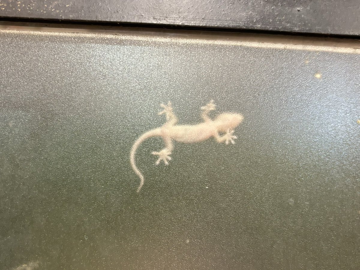 窓の外にヤモリちゃん😵
いらっしゃい🤣
悪い虫、食べておくれ😊