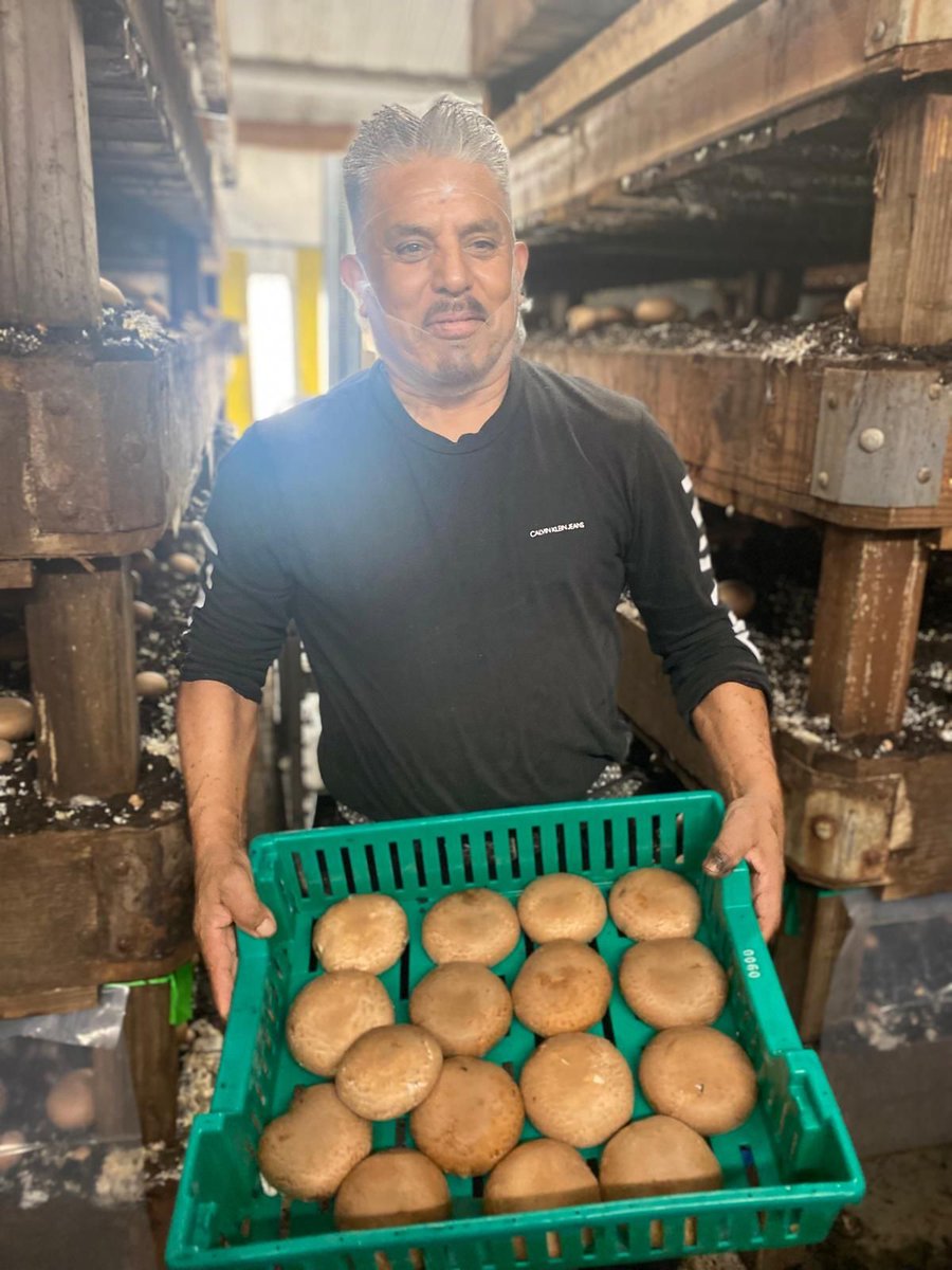 UFWupdates's tweet photo. Grilled portobello mushrooms are a fantastic meatless burger alternative to toss on your #July4 grill. Make them union mushrooms by looking for Monterey Mushrooms. Thank you Ariel for this photo. List of products harvested by UFW members @  https://t.co/9EhPAnf8KU #WeFeedYou https://t.co/LAU82OyaMm