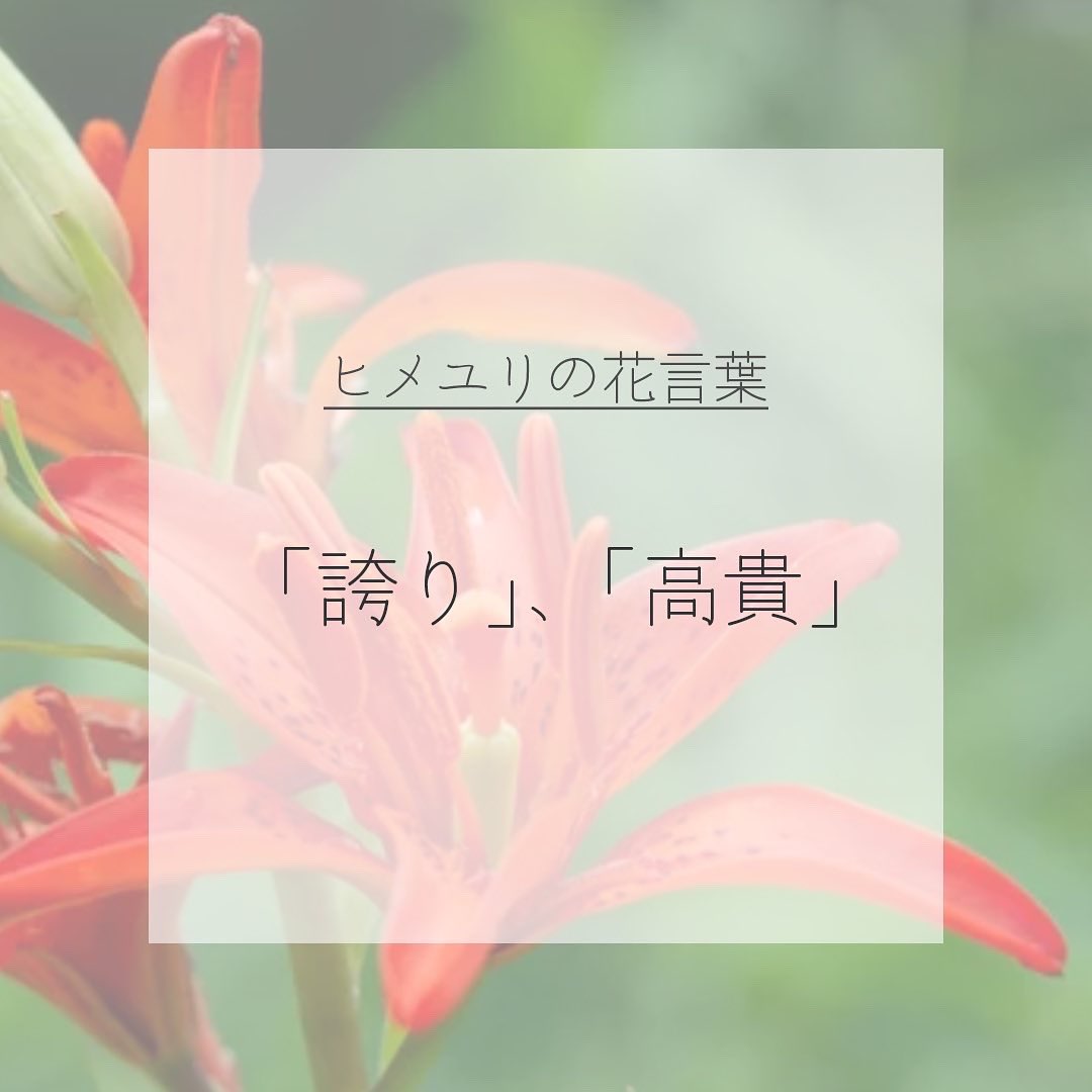 itismizu's tweet photo. 7月3日の誕生花は、
ヒメユリ　(英：Morning star lily)

花言葉はは「誇り」、「高貴」、「無垢」など

鮮やかなオレンジ色の花が目を引き、細長い茎の先に一輪ずつ咲き、非常に繊細で優雅な印象。可憐で誇り高く見える姿、人々に愛されてます。

#dayday花project #花言葉シリーズ #花イラスト https://t.co/4qGPzjFlaQ