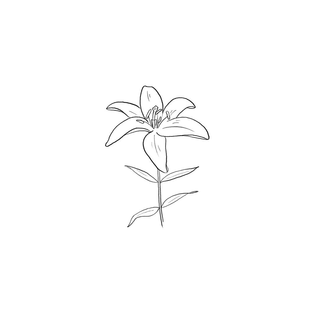 itismizu's tweet photo. 7月3日の誕生花は、
ヒメユリ　(英：Morning star lily)

花言葉はは「誇り」、「高貴」、「無垢」など

鮮やかなオレンジ色の花が目を引き、細長い茎の先に一輪ずつ咲き、非常に繊細で優雅な印象。可憐で誇り高く見える姿、人々に愛されてます。

#dayday花project #花言葉シリーズ #花イラスト https://t.co/4qGPzjFlaQ