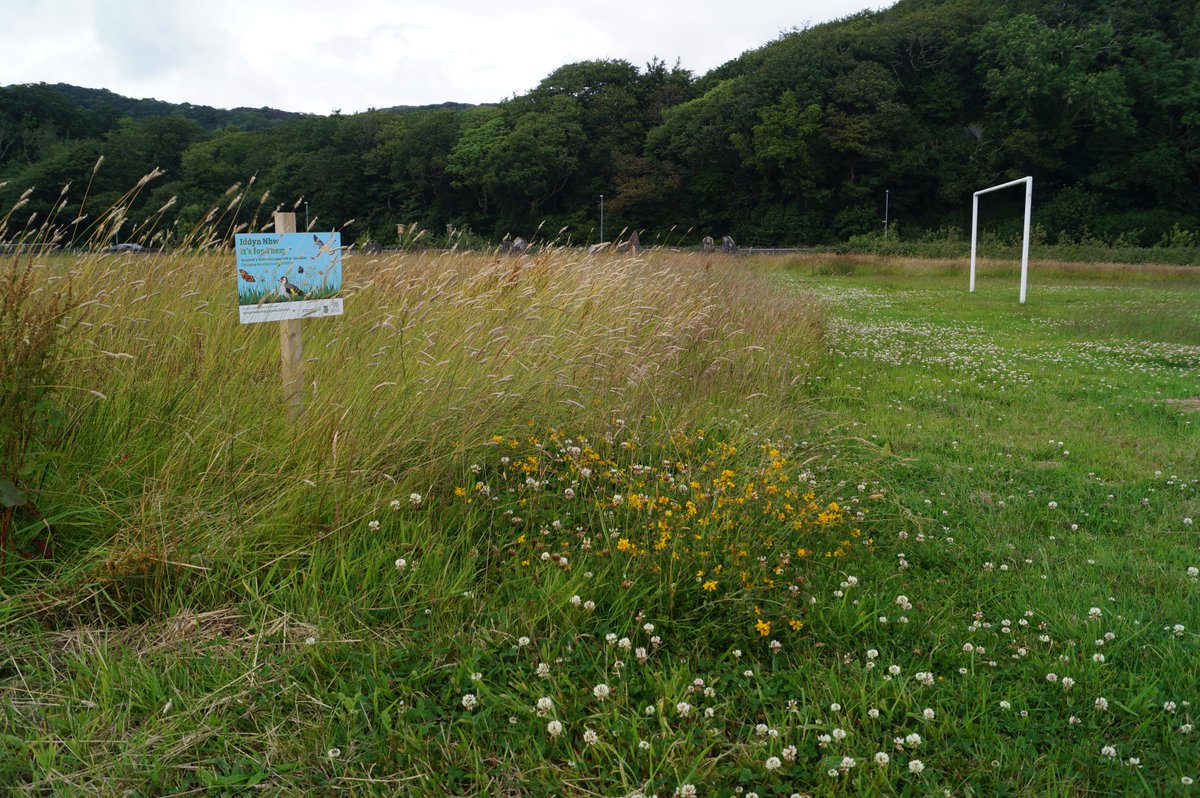 WGClimateChange's tweet photo. Itβs wonderful to see the benefits of grass being allowed to grow.
This park in #Porthmadog used to be heavily mown. In just two years, this site has been transformed, attracting more birds and pollinators
π¦π±πΌπ¦ππ
#WalesNatureWeek #ItsForThem #BeeFriendlyWales https://t.co/Pg7XXXmOyd