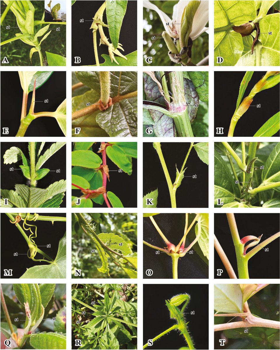 Botanical Journal of the Linnean Society (@botjlinnsoc) on Twitter photo What is a stipule? Variably described as simply an outgrowth or an independent organ comparable to leaves, they're important for plant #Taxonomy and ID! Read this months #EditorsChoice to find out more about them!
academic.oup.com/botlinnean/art…
<a href="/LinneanSociety/">The Linnean Society of London</a> <a href="/OxfordJournals/">Oxford Journals</a> What is a stipule? Variably described as simply an outgrowth or an independent organ comparable to leaves, they're important for plant #Taxonomy and ID! Read this months #EditorsChoice to find out more about them!
academic.oup.com/botlinnean/art…
<a href="/LinneanSociety/">The Linnean Society of London</a> <a href="/OxfordJournals/">Oxford Journals</a>