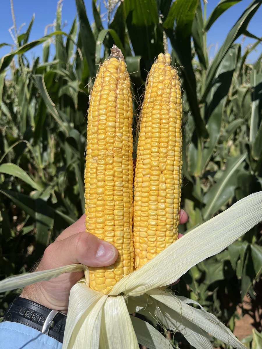 Brevant 14z97q looking good and going to make some nice #cowchow in Snyder tx. @BrevanseedsUS <a href="/WilburEllisAg/">Wilbur-Ellis Agribusiness</a> l