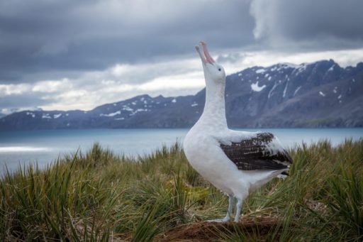 Today we celebrate #WorldSeabirdDay 🎉

A day to unite forces in the advocacy for seabird conservation 💪

1/5