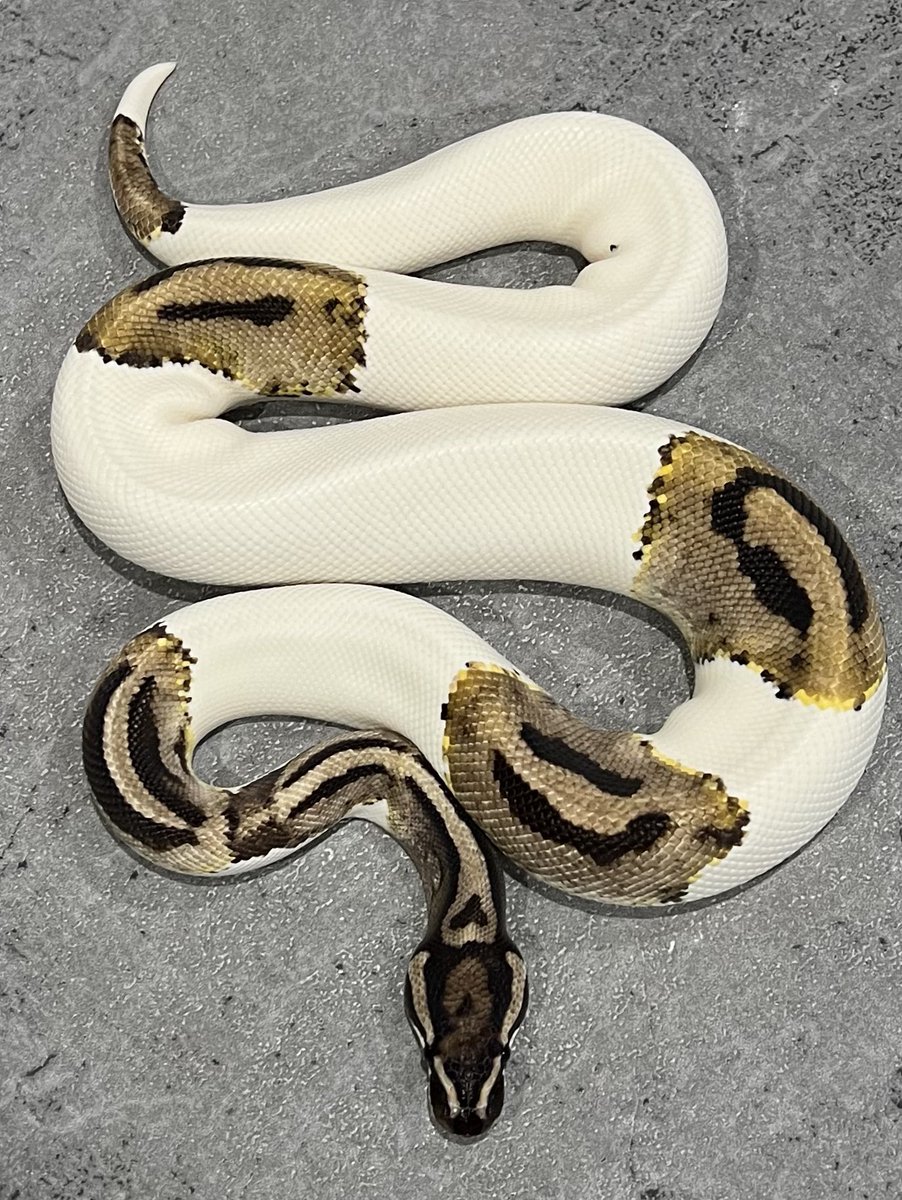 ♥seibon様♥ hd9096ns300-oe_01.jpg