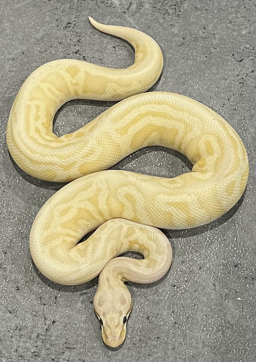 ♥seibon様♥ hd9096ns300-oe_01.jpg