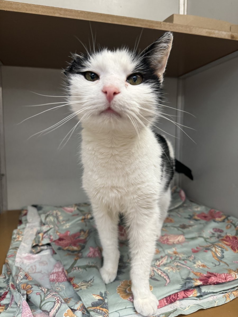 PSPCA's tweet image. “He’s too old.”

For so many weeks, this is what Van Gogh has heard as potential adopters pass him by, even though he begs for their attention.

At 16 years old, this is sadly his reality, but all he wants is a family to love him forever.

Please come meet Van Gogh today. 💔