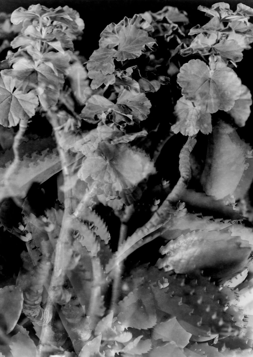 GM🖤G̴e̴r̴a̴n̴i̴u̴m̴ owned by <a href="/QuantumARTglmts/">BLUE Alie</a> 

Large format 4x5, 4 exposures, Ilford Ortho Plus negative / developed on Malbec based wineol🍷