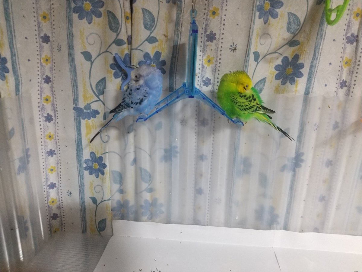 toshi5401123's tweet photo. 4月5日に #八尾市 で #保護 された #迷子セキセイインコ ちゃん3ヶ月が過ぎ当初は問い合わせも有りましたが警察への届け出もありませんでした。なので正式にうちの子として育てることに致しました足に土も付いてない状態だったので即日保護だったと思います。どこかにいる飼い主さん、可愛がりますね https://t.co/r3xVOHDuRZ