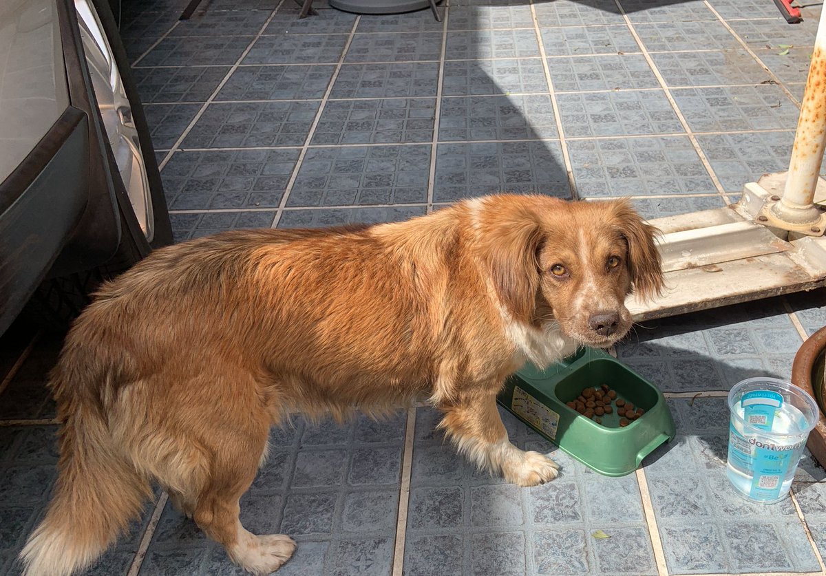 LaCampestre_Ch's tweet photo. Perrita café con blanco, encontrada en Cerro San Francisco y C. Chapulín, no trae collar ni placa, es muy amigable. Ya está resguardada. Info con @bajo_continuo. La reconoces? Por favor RT 🙏🏼🐶 @PaseosdeTaxquea @MascotasSismo @_PatriciaAnaya @EsEstra @HELA_MORE @PrrosPerdidosMX https://t.co/zE0iveFxXE