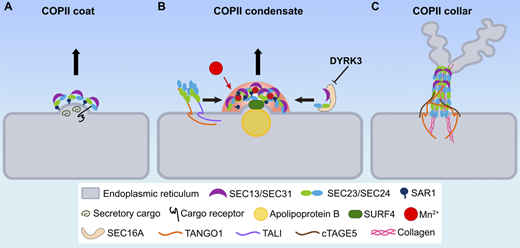 Ishier Raote (@ishier_raote) on Twitter photo Great Viewpoint from Vivek Malhotra <a href="/JCellBiol/">Journal of Cell Biology</a>!
COPII proteins, essential for cargo export from the ER, form not only coated small vesicles but also collars at tubule necks and phase-separate into liquid-like condensates, adapting to physiological demand.
rupress.org/jcb/article/22… Great Viewpoint from Vivek Malhotra <a href="/JCellBiol/">Journal of Cell Biology</a>!
COPII proteins, essential for cargo export from the ER, form not only coated small vesicles but also collars at tubule necks and phase-separate into liquid-like condensates, adapting to physiological demand.
rupress.org/jcb/article/22…