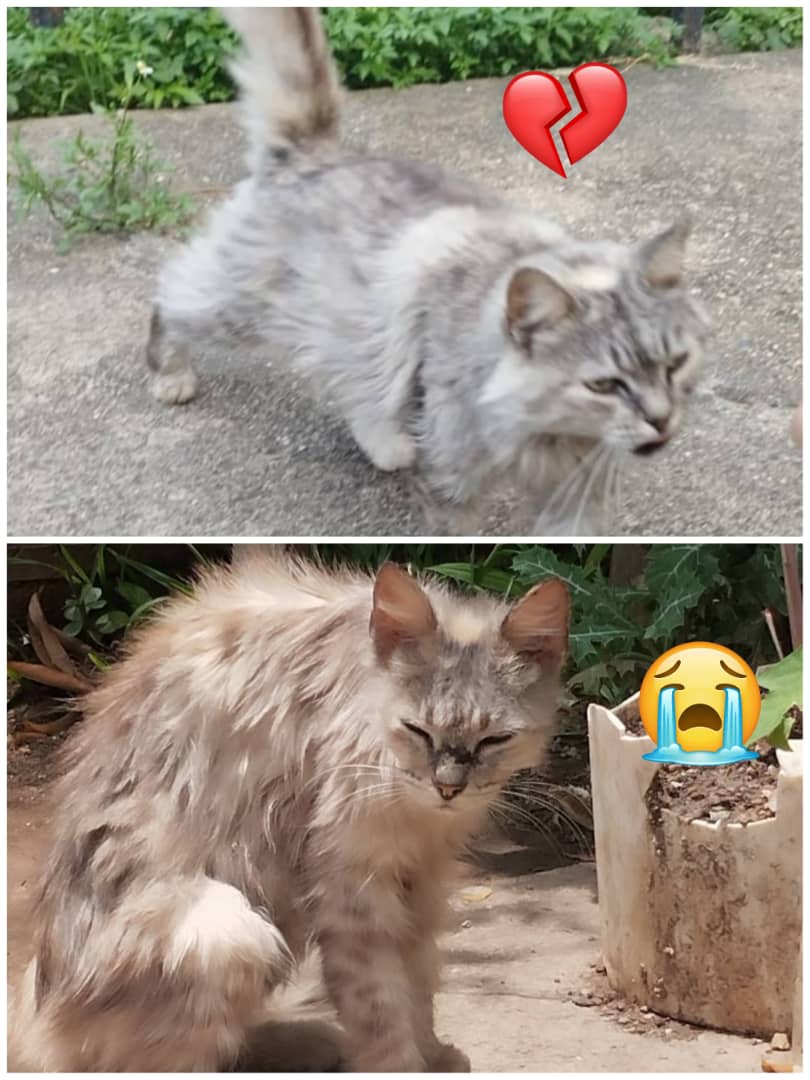 yaracalcagno's tweet photo. Difundo. 🆘 Adopción urgente!! Gatita Abandonada a su suerte y la calle mata😭. Cada día más deteriorada... Es una gatita de edad necesita amor y casita. Dale una oportunidad . Urgente!! 04141304943. Caracas. Altos Mirandinos!! 🙏🙏🙏🙏🙏🆘 https://t.co/VXa8EnkOJq