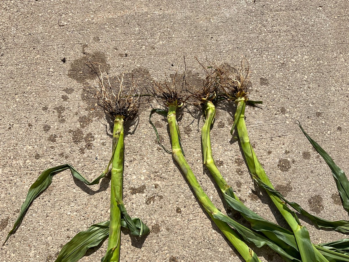 Perfect storm showing multiple effective MOA's is the way to manage CRW, just like weeds and diseases.  Using just one MOA (trait, insecticide, rotation) can likely lead to failures.  Using two or three "MOA's" is holding up.
Late planting, early CRW hatch that is compressed with