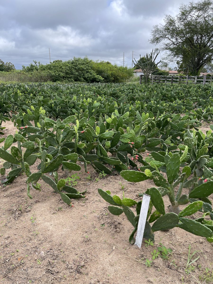 José Dubeux tweet media