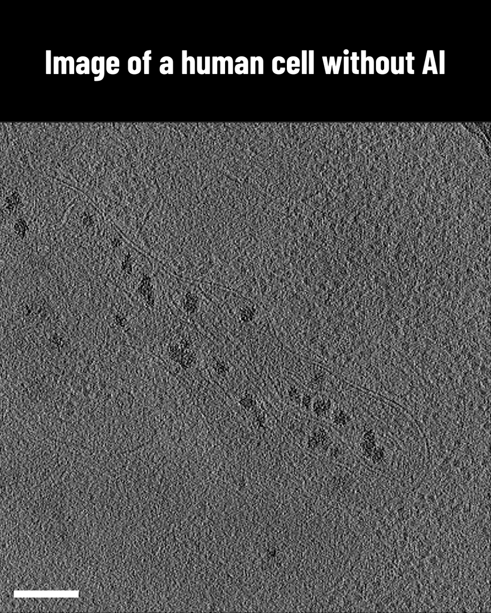 ChanZuckerberg's tweet photo. These are 3D images of the inner workings of human cells. Because they are so detailed, each set can take months to analyze.

To accelerate discovery, #CZImagingInstitute scientists applied @lorenzlamm + @bengeliscious’ AI technique that could analyze 13k+ images in just 3.5 days https://t.co/VePG4raWES
