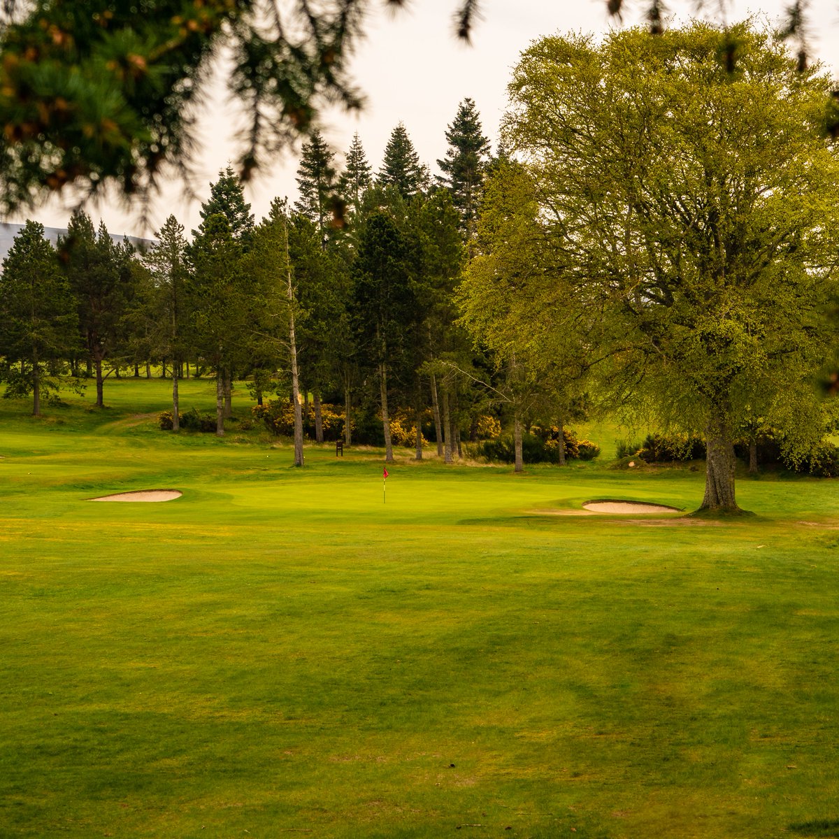 Experience the exceptional Elgin Golf Club! 🌳⛳ #MoraySpeysideGolf

As one of Moray Speyside's premier courses, experience the #SpiritOfGolf at Elgin!

Get your Moray Speyside Golf Pass today 👇
morayspeysidegolf.com/golfpass/

📌 - Elgin Golf Club, Moray Speyside
📷 - Per Pedersen