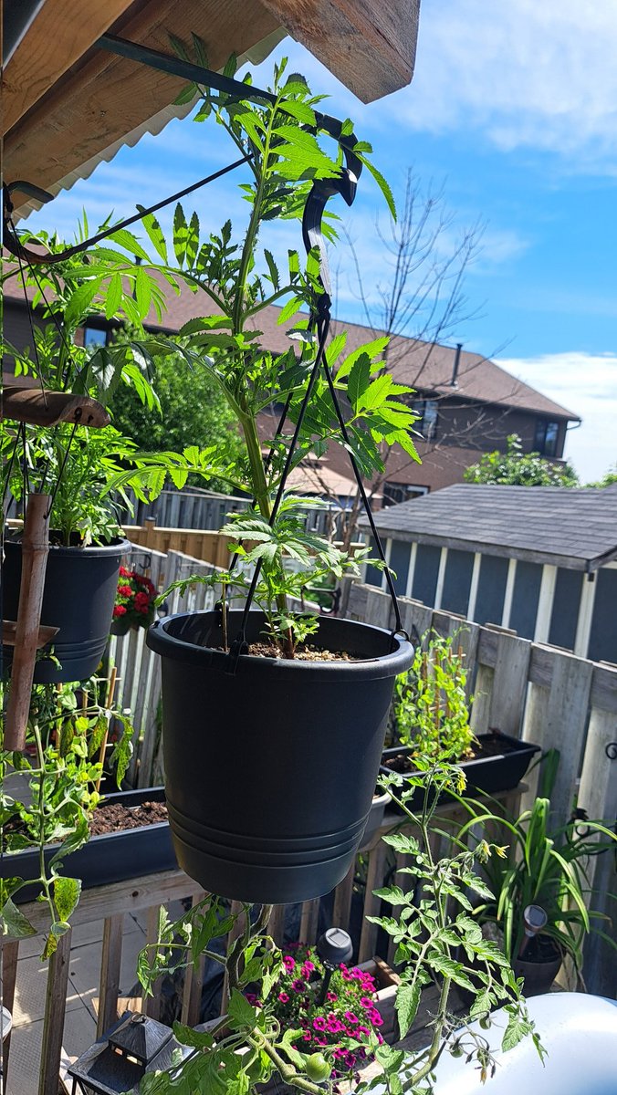 InkedDeviant's tweet photo. Sooo...
Started Some Marigolds By Seed...Companion Plant With Tomatoes...
Uhm..
These Are 'Mexican Marigolds' And *CAN* Grow Up To 4' Tall.
What In The Fck Am I Doin With My Life...π€£
#tinybackyard #greenthumb https://t.co/Rwi0rm2M3D