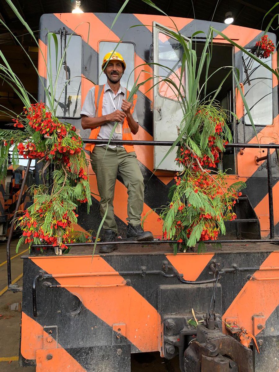 CentralRomana's tweet photo. Por tradición centenaria de Central Romana, los miembros de la tripulación decoran la locomotora con flores y ramas de hojas verdes que recogen durante el trayecto hacia el ingenio, mientras suenan con ritmo de alegría el silbido de la "máquina".

#FindeZafra #CulturaCR https://t.co/Juf3jAGbQN