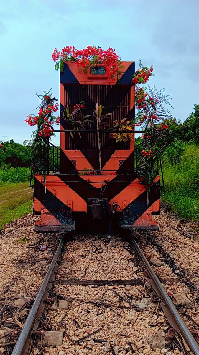 CentralRomana's tweet photo. Por tradición centenaria de Central Romana, los miembros de la tripulación decoran la locomotora con flores y ramas de hojas verdes que recogen durante el trayecto hacia el ingenio, mientras suenan con ritmo de alegría el silbido de la "máquina".

#FindeZafra #CulturaCR https://t.co/Juf3jAGbQN
